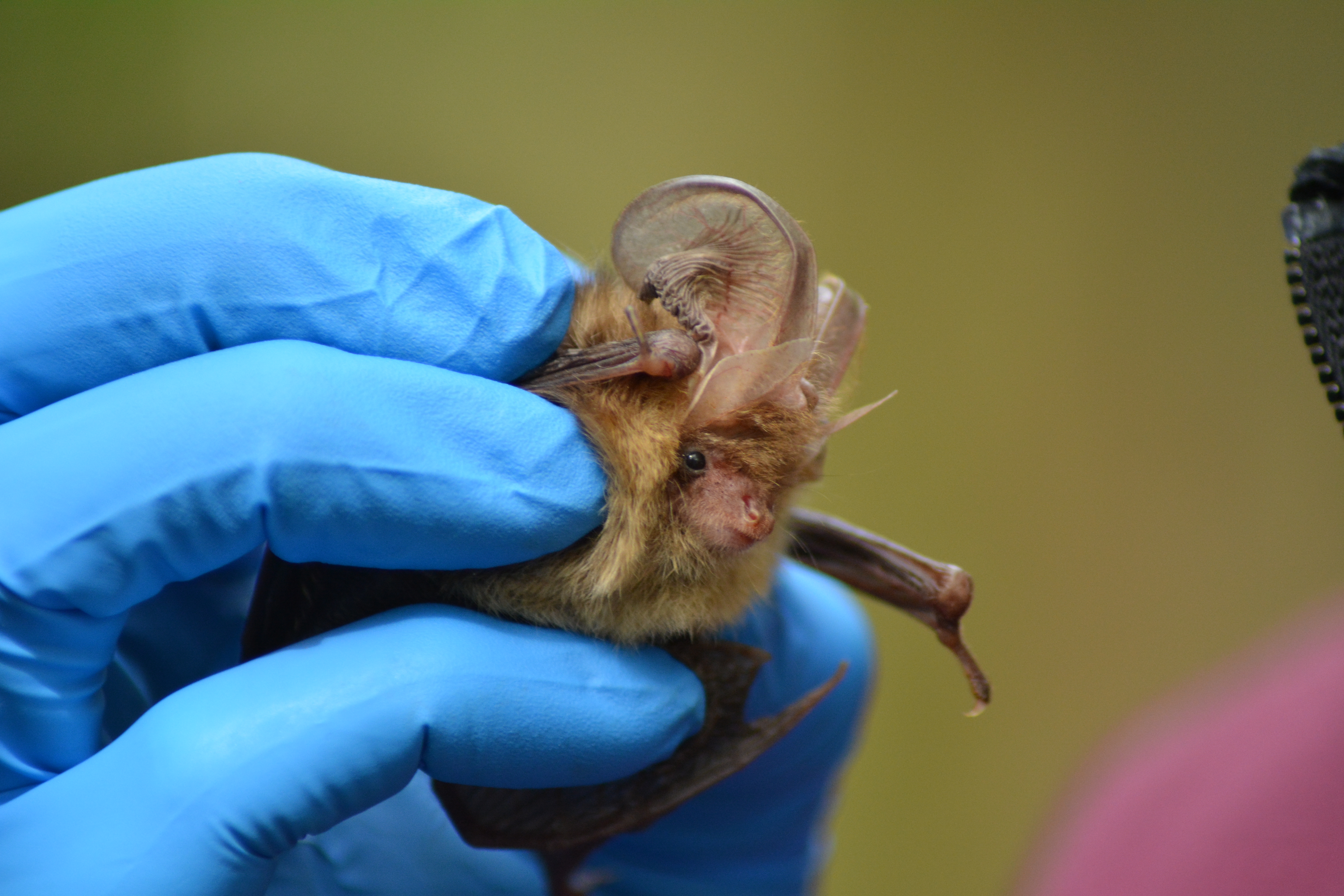 EchoSight ecologist preparing for protected species survey